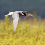 Guifette des galets sur les rives du lac Pukaki
