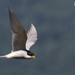 Guifette des galets sur les rives du lac Pukaki