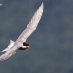 Guifette des galets sur les rives du lac Pukaki
