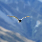 Guifette des galets sur les rives du lac Pukaki