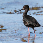 Echasse noire immature dans les prairies humides en bordure du lac Pukaki
