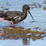 Echasse noire immature dans les prairies humides en bordure du lac Pukaki