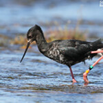 Echasse noire dans les prairies humides en bordure du lac Pukaki