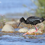 Echasse noire dans les prairies humides en bordure du lac Pukaki