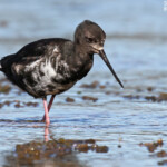 Echasse noire immature dans les prairies humides en bordure du lac Pukaki