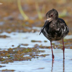 Echasse noire immature dans les prairies humides en bordure du lac Pukaki