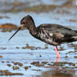 Echasse noire immature dans les prairies humides en bordure du lac Pukaki