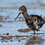 Echasse noire immature dans les prairies humides en bordure du lac Pukaki
