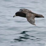 Pétrel du Westland au large de Kaikoura