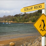 Colonie de manchot antipode