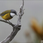 Siffleur calédonien dans le maquis d'altitude du mont Humboldt