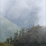 Brumes matinales sur la forêt d'araucarias du mont Humbodt
