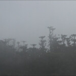 Araucaria humboldtensis dans la brume