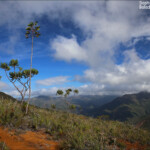 Sentier au milieu du maquis minier