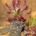 Drosera neocaledonica sur les pentes du Humboldt