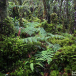 La forêt de mousse, réserve botanique du Mont Humboldt