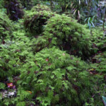 La forêt de mousse, réserve botanique du Mont Humboldt
