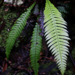 La forêt de mousse, réserve botanique du Mont Humboldt