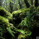 La forêt de mousse, réserve botanique du Mont Humboldt