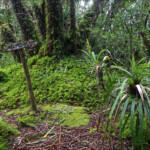 La forêt de mousse, réserve botanique du Mont Humboldt