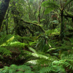 La forêt de mousse, réserve botanique du Mont Humboldt