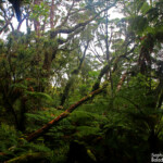 La forêt de mousse, réserve botanique du Mont Humboldt