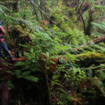 La forêt de mousse, réserve botanique du Mont Humboldt