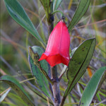 Thiollierea campanulata sur les pentes du mont Humboldt