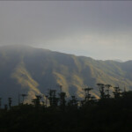 Araucaria humboldtensis