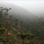 Araucaria humboldtensis