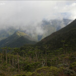 Araucaria humboldtensis