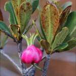 Montrouziera verticillata, petit houp de montagne