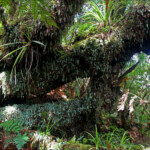 Forêt de mousse du Mont Humboldt