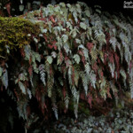 Forêt de mousse du Mont Humboldt