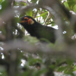 Méliphage noir dans la forêt de mousse du Mont Humboldt