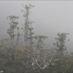 Araucaria humboldtensis dans la brume