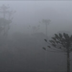 Araucaria humboldtensis dans la brume