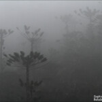 Araucaria humboldtensis dans la brume