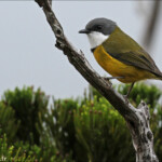 Siffleur calédonien dans le maquis d'altitude du mont Humboldt