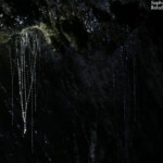 Glowworms dans les tunnels du Tartare