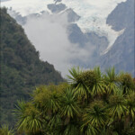 Nouvelle-Zélande, une terre de contraste, passage sans transition de la forêt humide aux glaciers