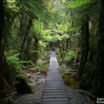 Sentier autour du Matheson Lake
