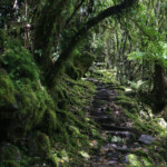 Rain forest au pied du glacier Franz Josef