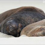 Couple de Lion de mer, Surat Bay