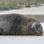 Lion de mer, Surat Bay