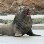 Lion de mer, Surat Bay