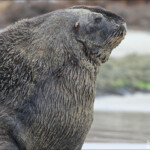 Lion de mer, Surat Bay