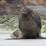 Lion de mer, Surat Bay