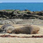 Lions de mer, waipapa