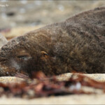 Lion de mer, waipapa